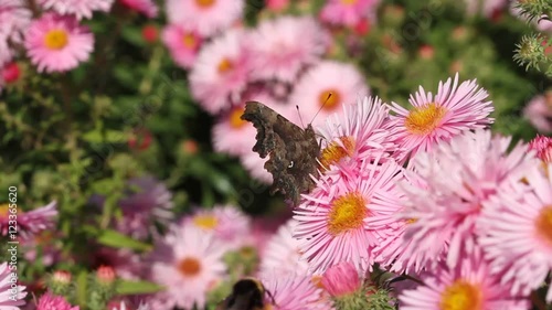 Comma (Polygonia c-album) sucks on the blossoms of asters photo