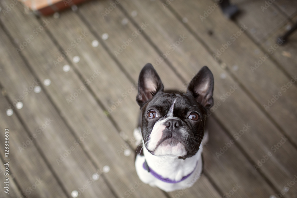 Boston Terrier Portrait