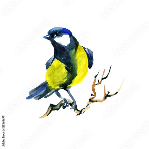 Watercolor style illustration of Titmouse
