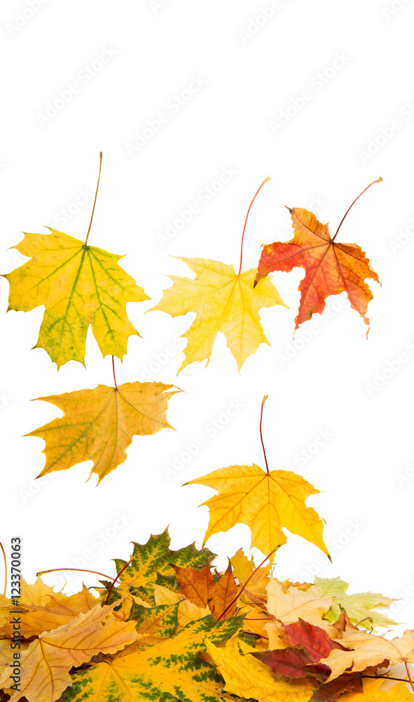 Fototapeta premium autumn leaves