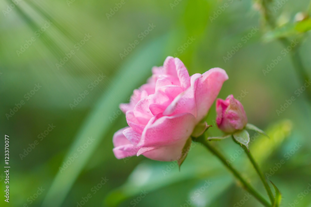 The pink fairy rose flower in autumn