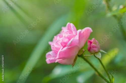 The pink fairy rose flower in autumn