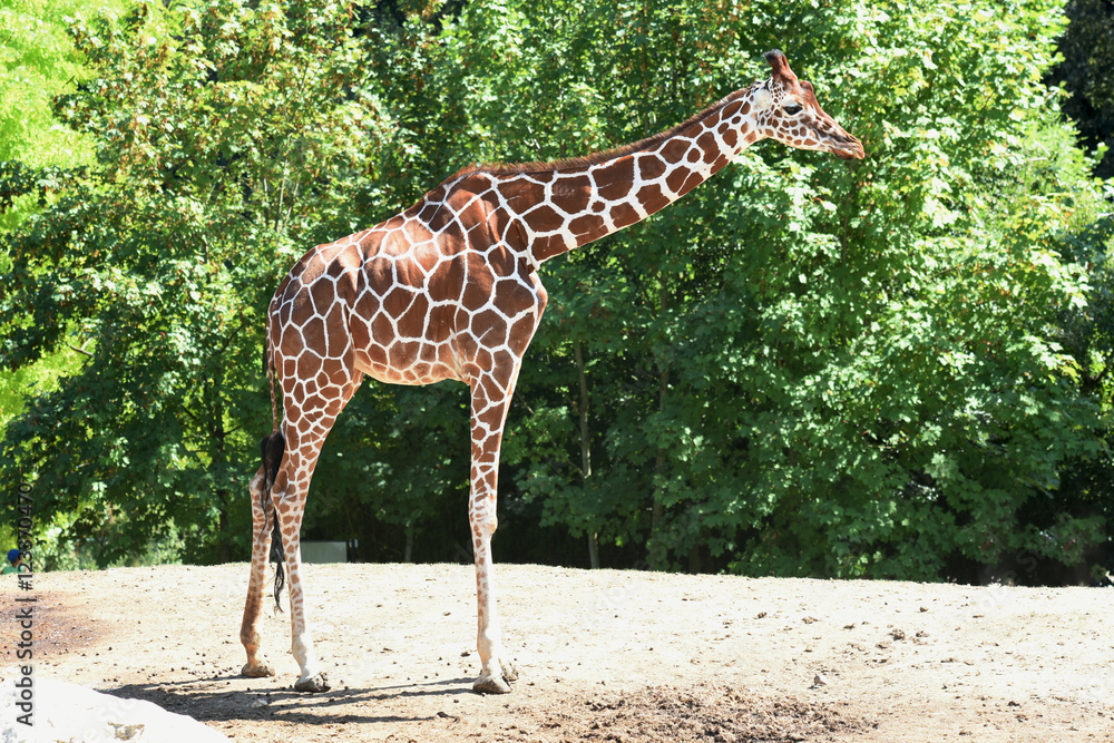 Obraz premium girafe