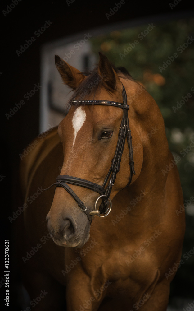 Obraz premium Pferdeportrait