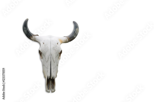 Skull bone head of cow on white background