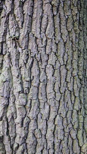Close up of a tree