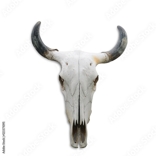 Skull bone head of cow on white background