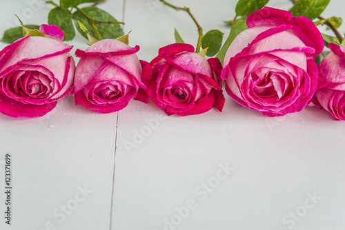 Five purple roses with drops on white wooden background with copy space