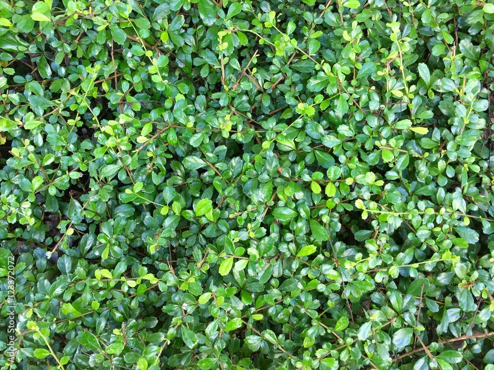 Small tiny green leaf on the wall Small tiny green leaf on the wall