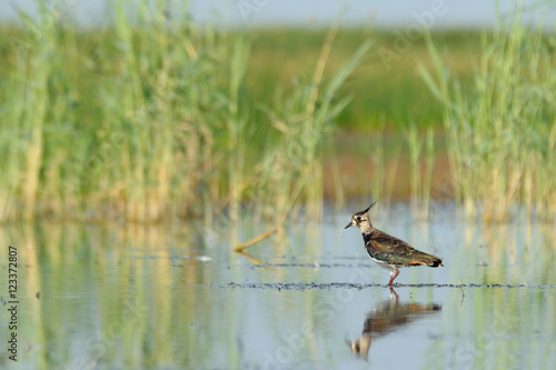 Wallpaper Mural Reflected lapwing near reeds Torontodigital.ca
