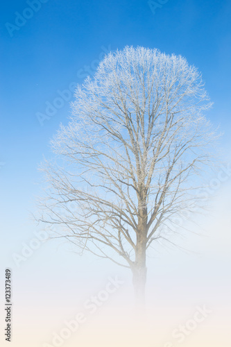 Natural white lace of hoarfrost on frosty tree branches