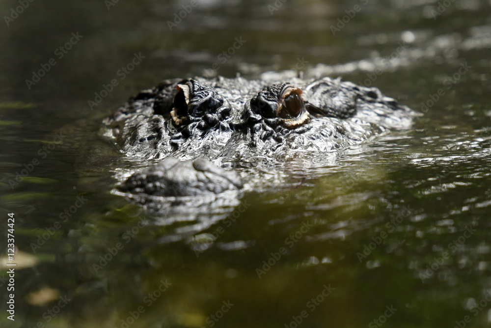 crocodile crocodile