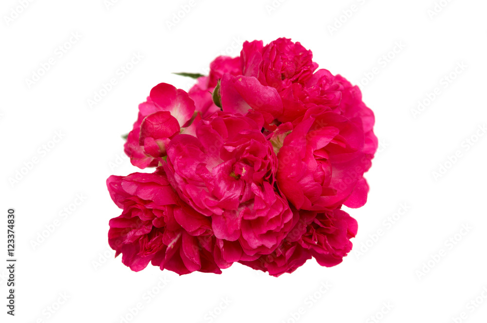 Beautiful pink roses on a white background. Beautiful pink roses on a white background.