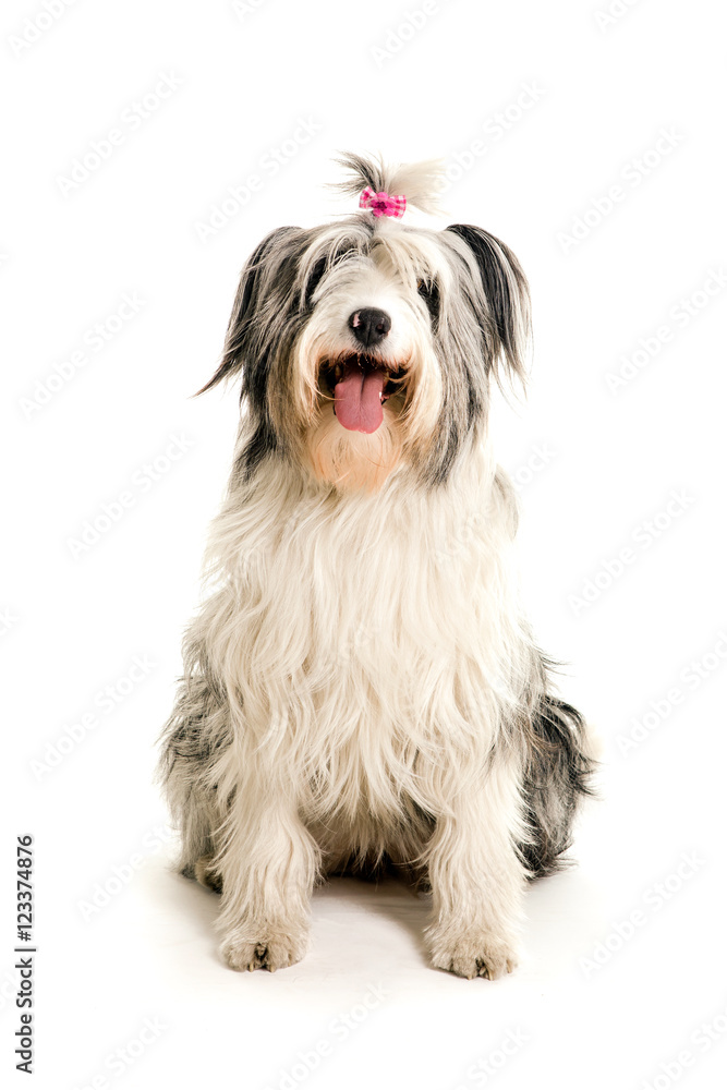 Old English Sheepdog