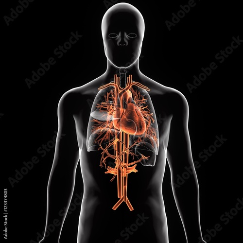 3d rendered medically accurate illustration of heart anatomy