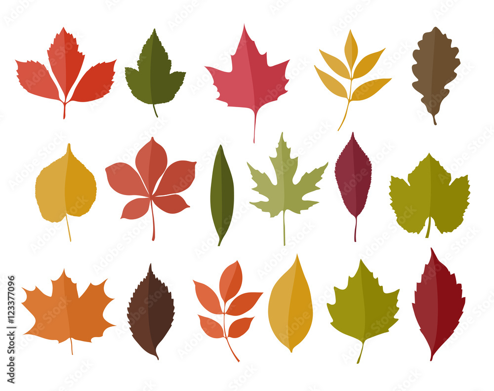 Set of isolated autumn colored leaves in flat style on white Set of isolated autumn colored leaves in flat style on white