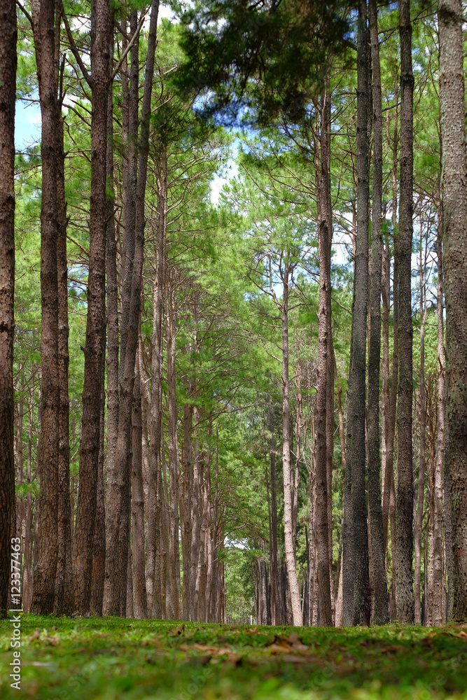 Naklejka premium road in pine forest, tree way