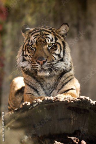Fototapeta Naklejka Na Ścianę i Meble -   female Sumatran tiger, Panthera tigris sumatrae