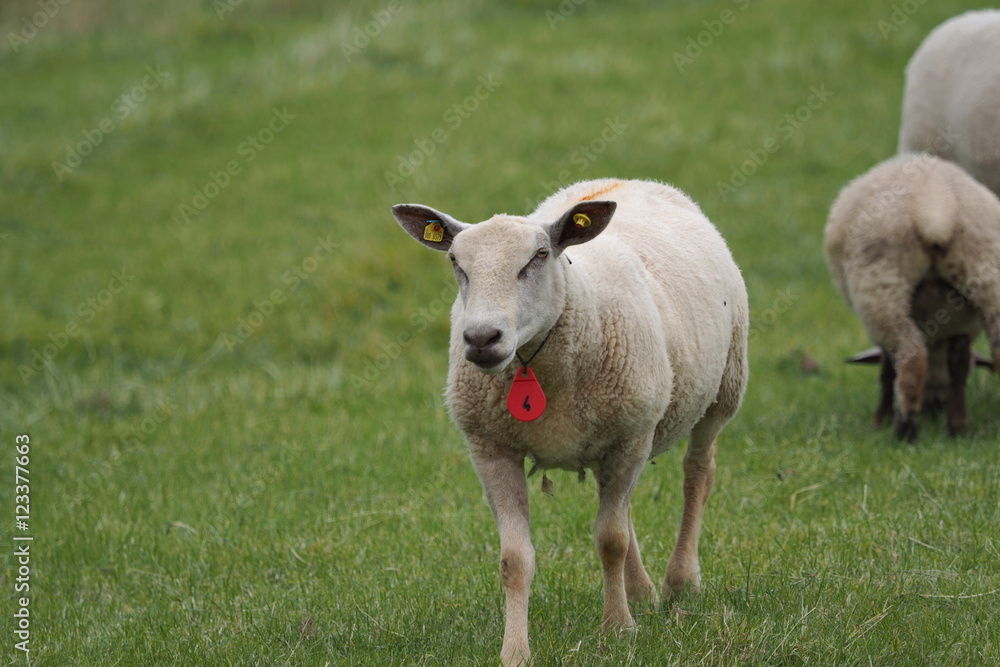 Fototapeta premium Texel Lamb