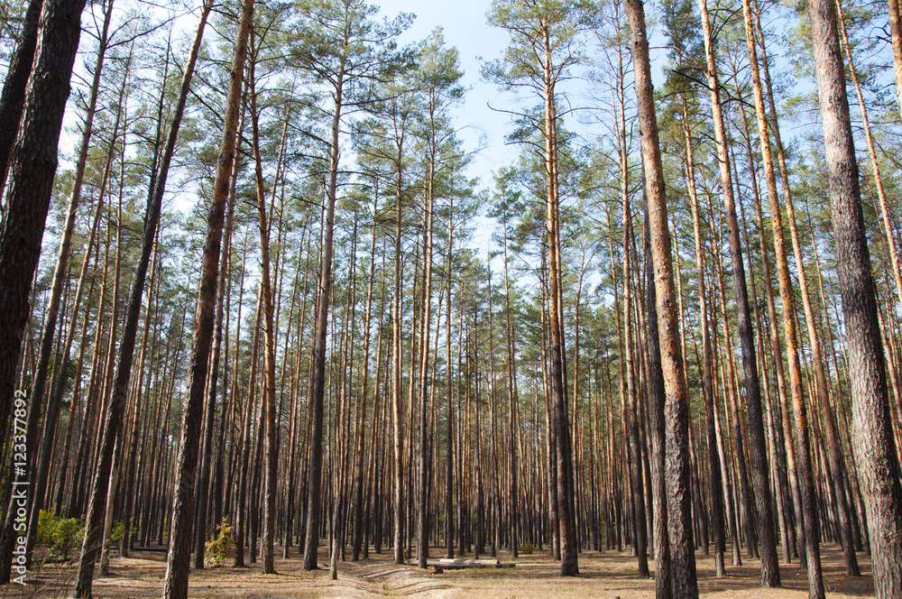 pine lush sunny forest pine lush sunny forest