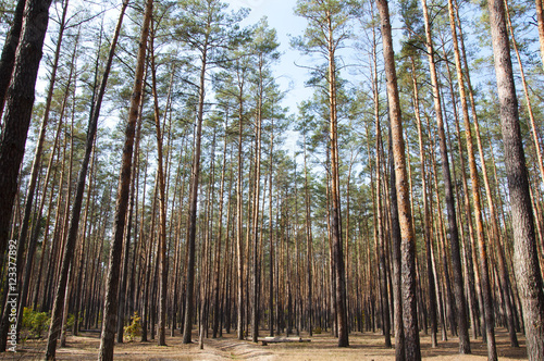 Fototapeta Naklejka Na Ścianę i Meble -  pine lush sunny forest
