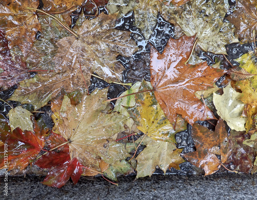 autumn leaves on the pavement