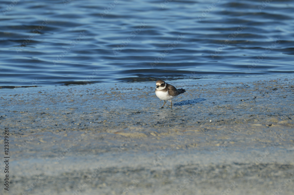 paisajes de aves y marismas en las salinas paisajes de aves y marismas en las salinas