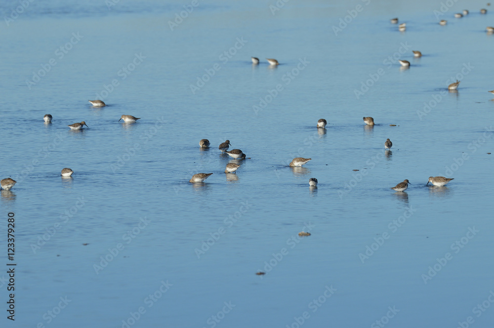 paisajes de aves y marismas en las salinas 