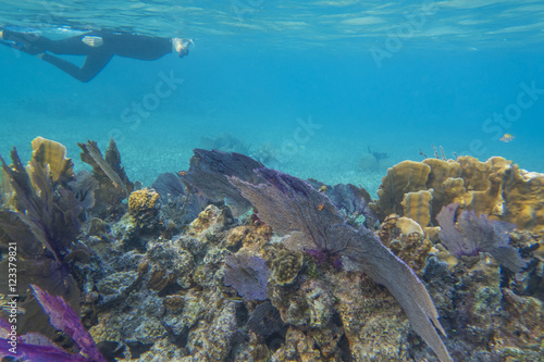 Janet Snorkeling, Glovers Reef 16