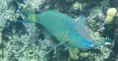 Stoplight Parrotfish, adult © Paul