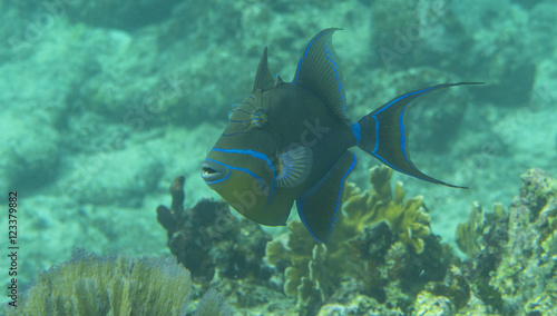 Queen Triggerfish