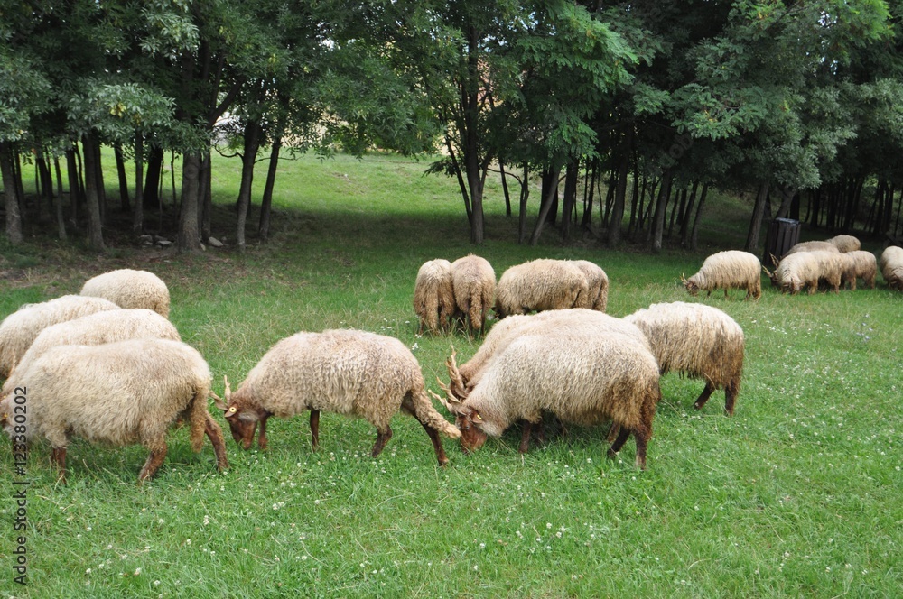 Grazing sheep in Hungary Grazing sheep in Hungary