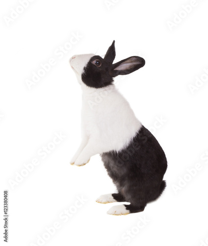 Dutch dwarf rabbit standing on its hind legs. Isolated on white