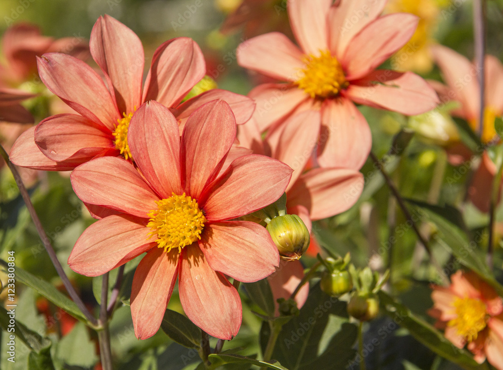 Obraz premium Cosmos flowers (Cosmos Bipinnatus) in the garden
