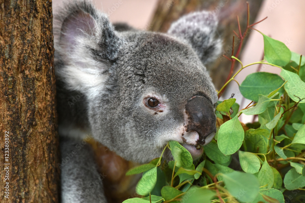 Fototapeta premium koala