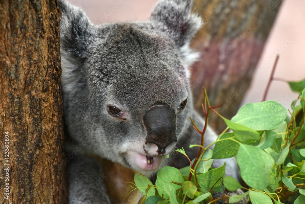 Obraz premium koala