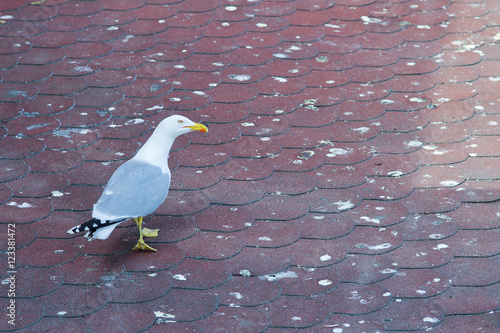 Tableau sur toile Seagull on red tiled  dung-spattered roof