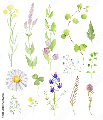 Set of watecolor cliparts of wild flowers © olesyaturchuk