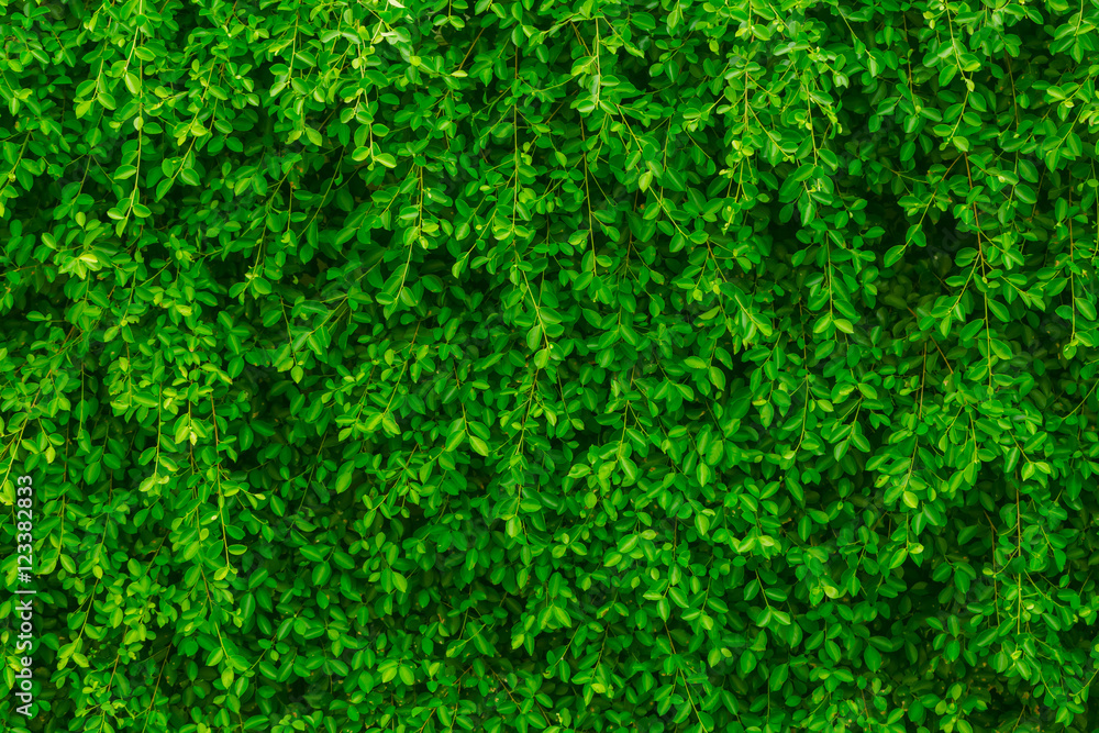 Green leaf wall Green leaf wall