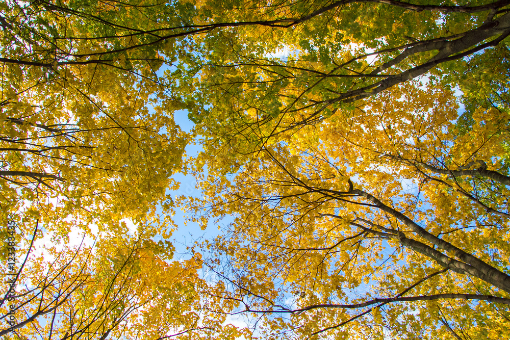 yellow autumn leaves , October, November, top view as the background, or the background, based yellow autumn leaves , October, November, top view as the background, or the background, based