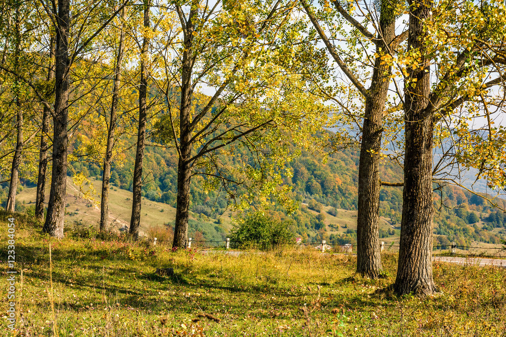 forest in foliage on sunny autumn day