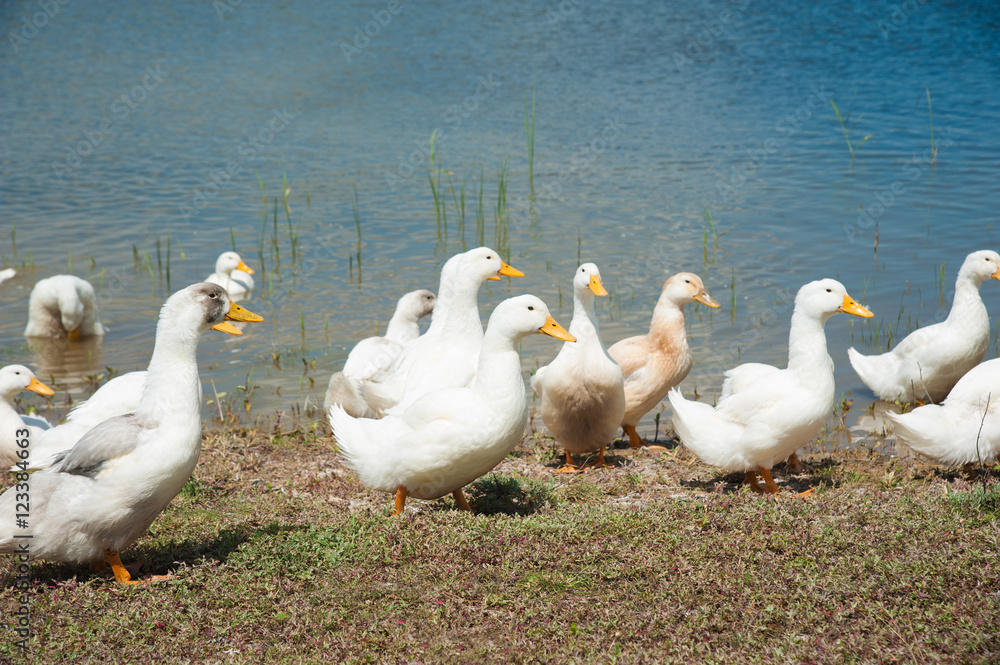 Obraz premium Domestic ducks on a pond