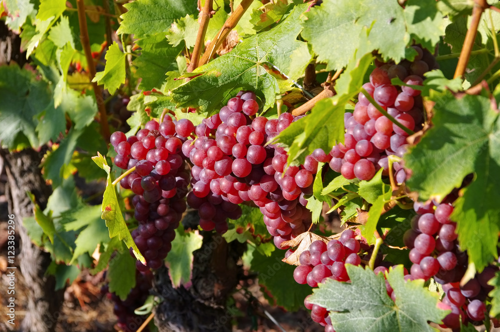 Weintraube rot - red grapes in fall