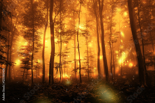Scary dark orange red color foggy artistic forest tree fairytale landscape with abstract fireflies. 