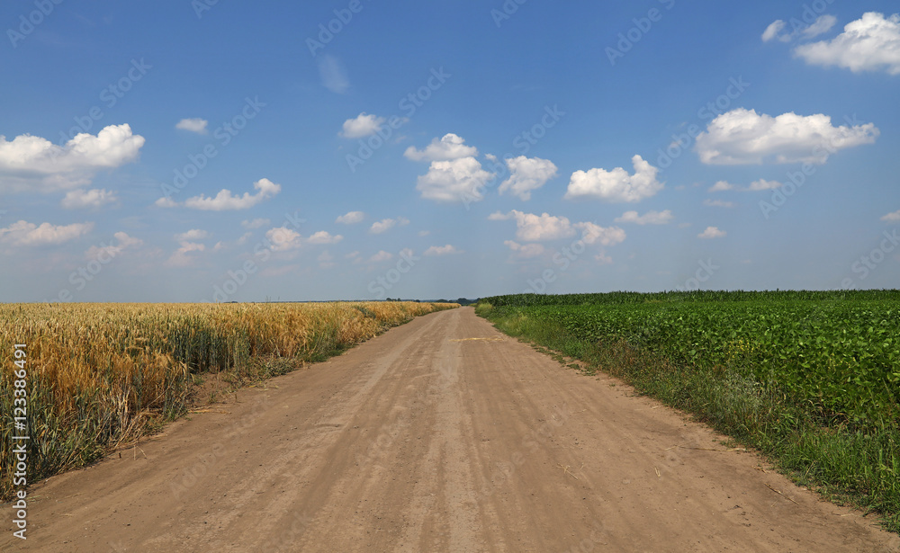 Fototapeta premium Ground road between two agricultural fields