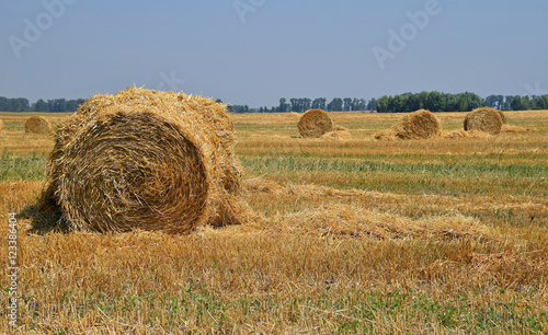 Bale of straw in stubble field after harvesting
