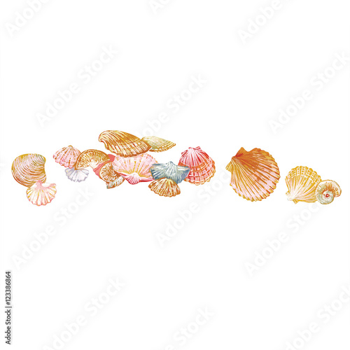 Beautiful seashells.