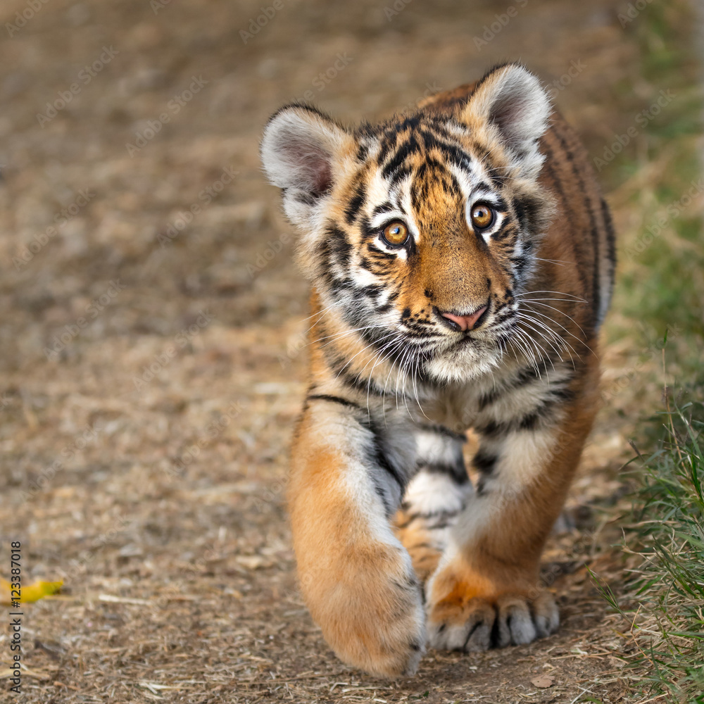Naklejka premium Tiger cub portrait. Tiger playing around (Panthera tigris)