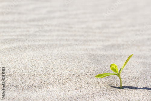 Plant sprouting in the desert Sahara. Seedling sand