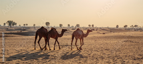 camels in the desert